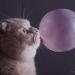 Haydn - Bubble cat