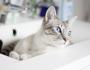 Cat in the sink
